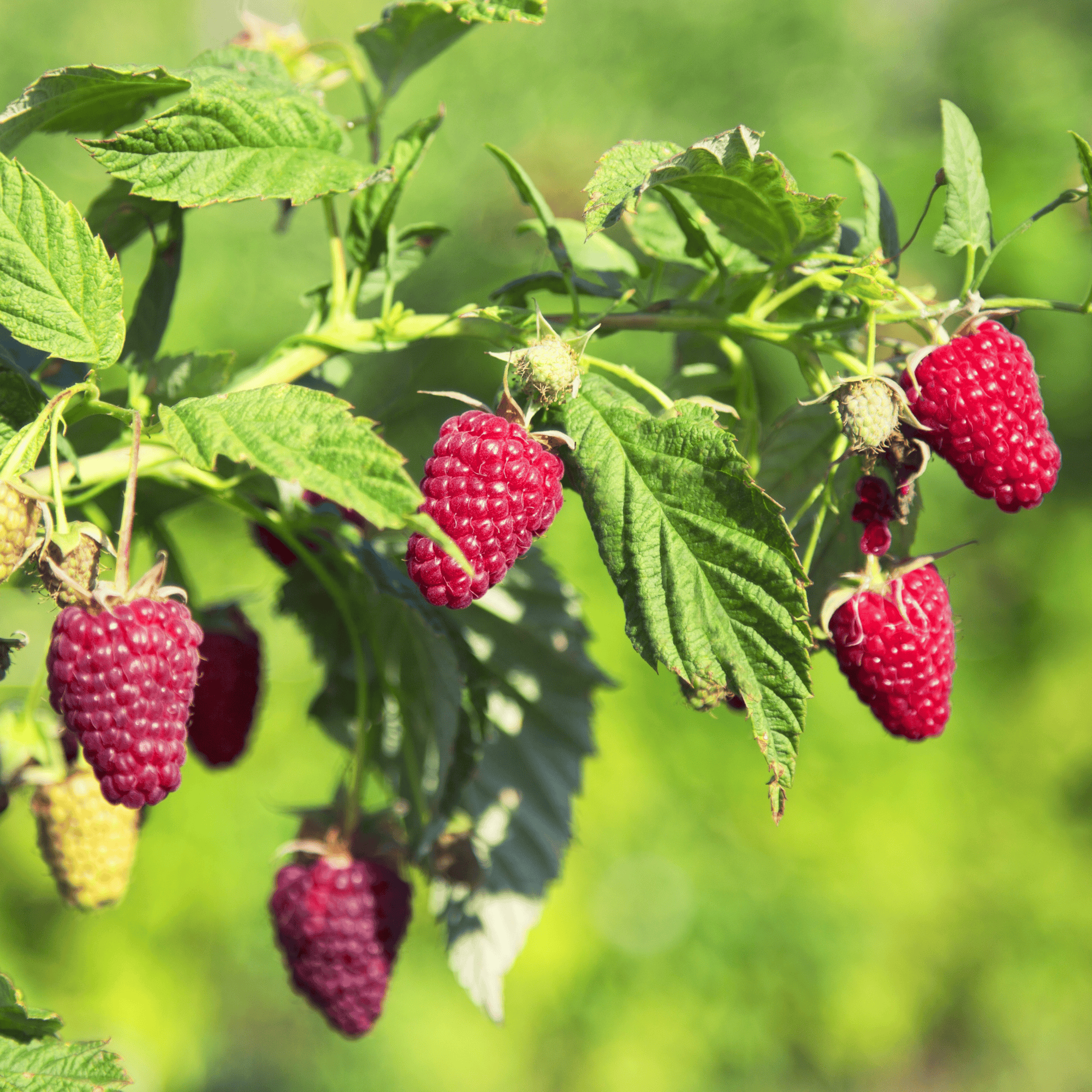 Prelude Raspberry Plants – Bare Root Cane, 1-Year-Old – Extra Early Re ...