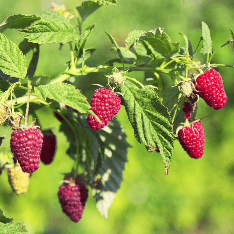 prelude red raspberry bareroot plant