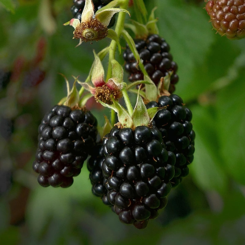 BlackBerry9790 ブラック Prime-Ark Freedom Blackberry Plug Plants | Thornless Everbearing