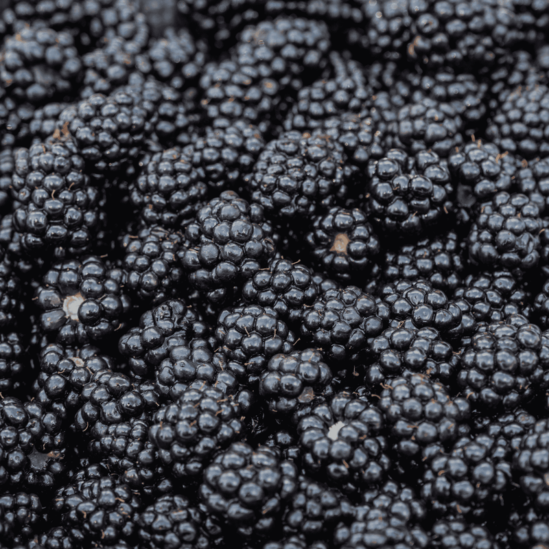PrimeArk Freedom Blackberry Pant- Bare Root Plug, 1-Year-Old – Everbearing Thornless Variety – Early & Fall Harvests – Sweet, Firm Berries – Hardy & Productive – Zones 5–8 - Hand Picked Nursery