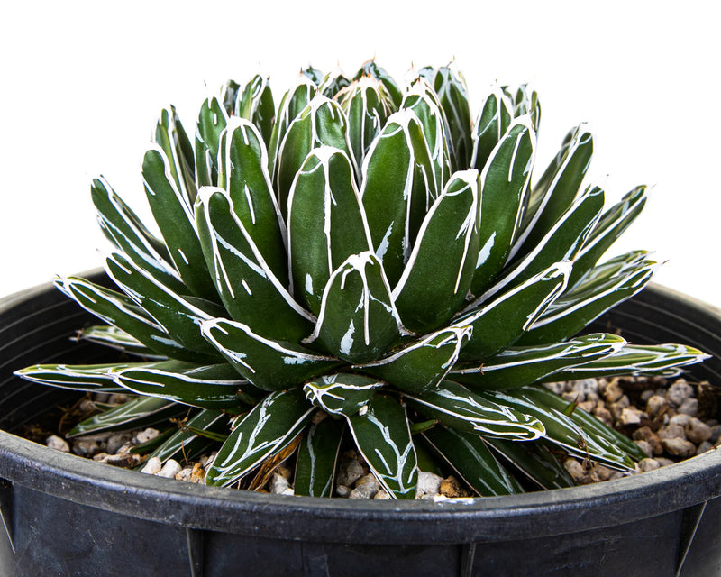 Queen Victoria Agave
