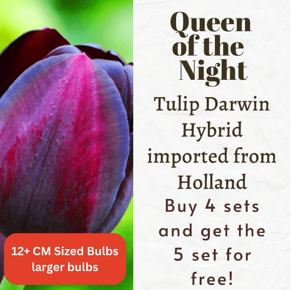 Queen of the Night Tulip Darwin Hybrid Bulbs