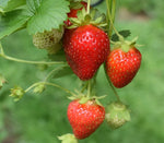 Quinault Strawberry Plants