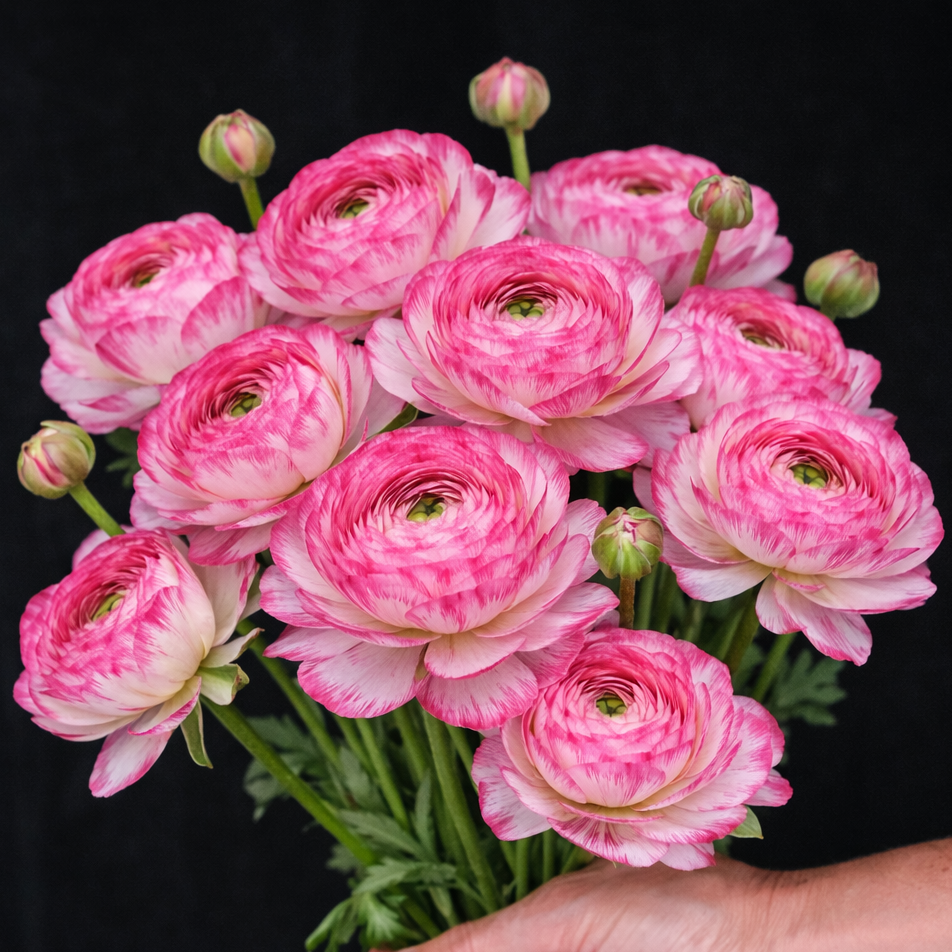 Pink Orange Ranunculus Pale Pink Ranunculus Bulbs