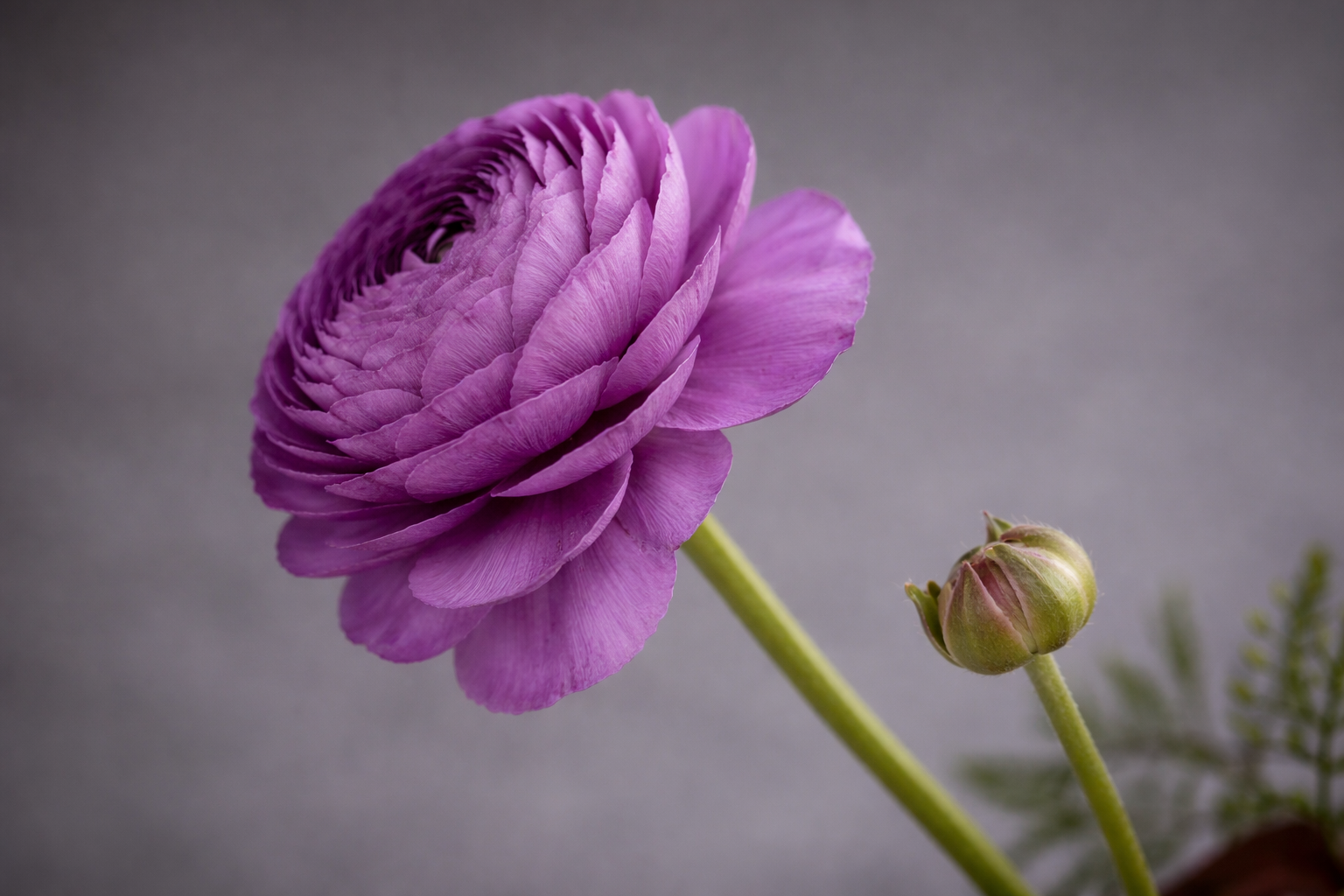 Italian Ranunculus Purple Purple Ranunculus Bulbs
