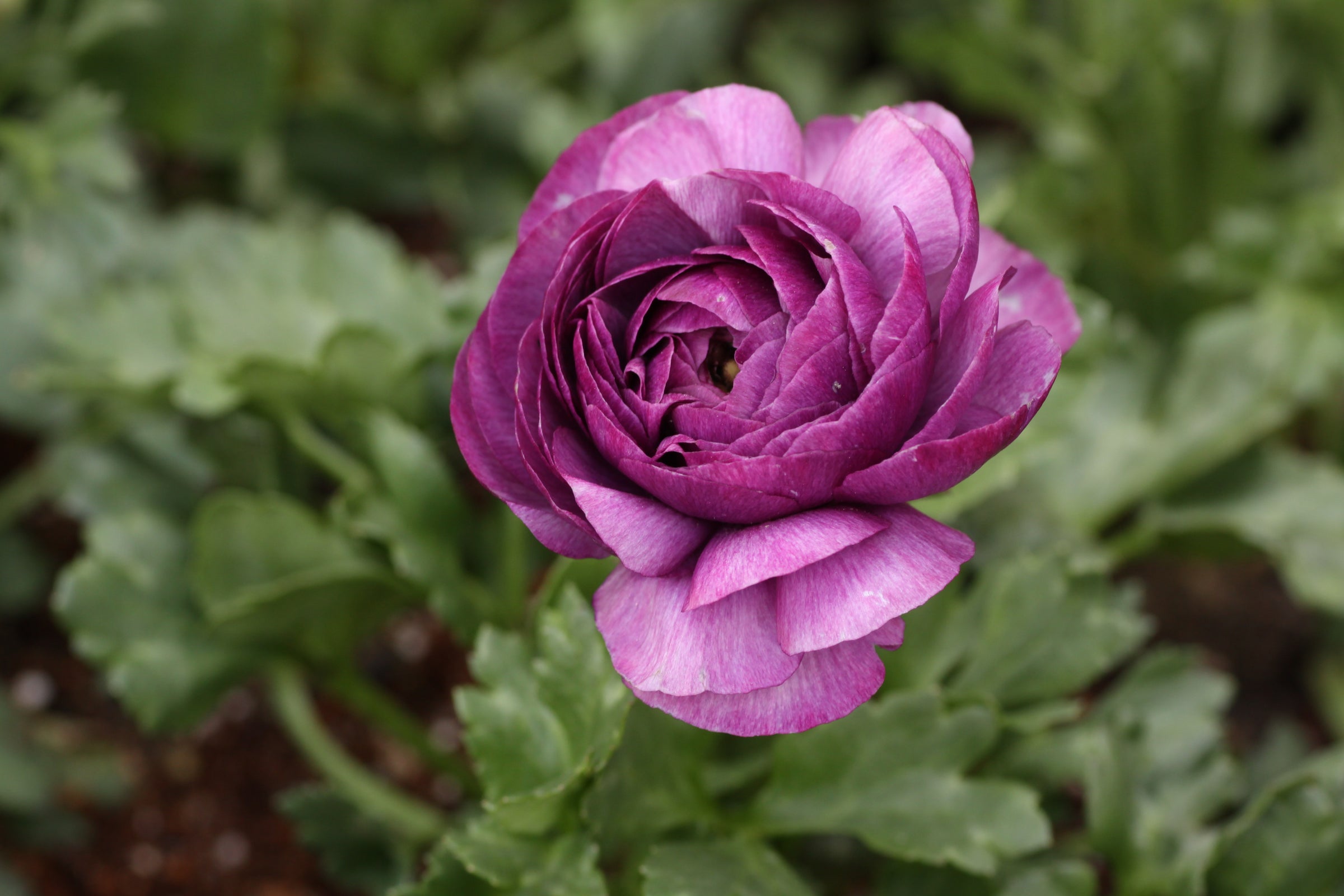 Purple Leaved Ranunculus Ranunculus Aviv Purple Bulbs - Spring Flower Bulbs for Garden & Cuttin ...