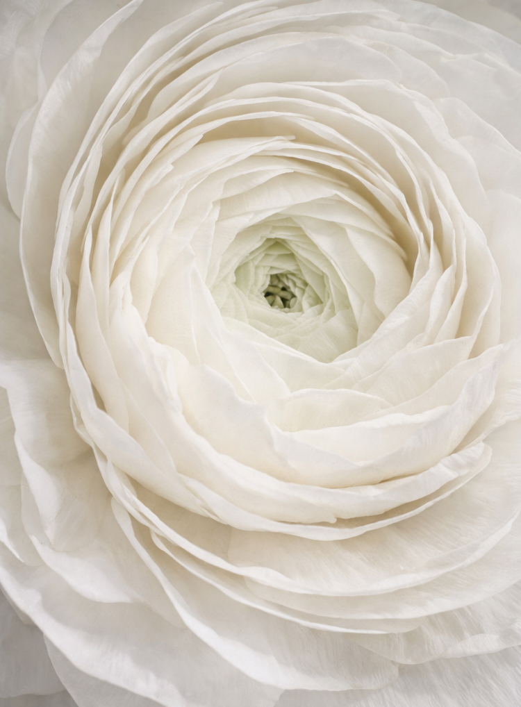 White Ranuclus Ranunculus White Bulbs – Spring Flowers for Garden & Cutting – Hand Pi ...