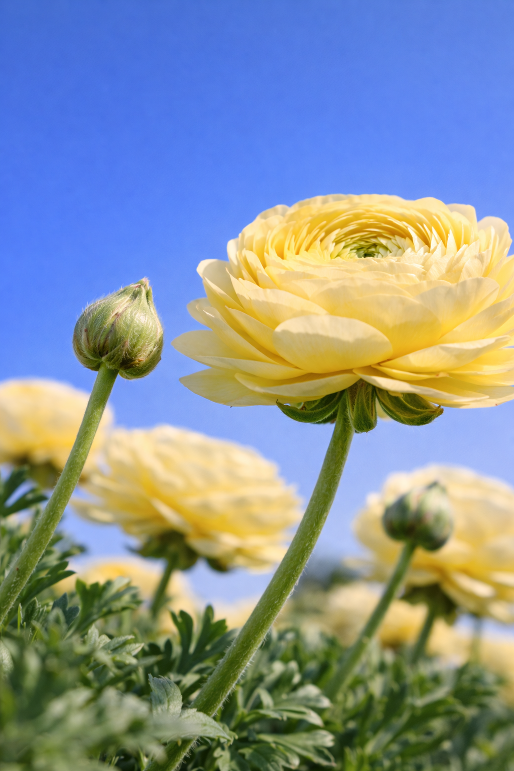 Yelllow Ranunculus Ranunculus Aviv Yellow Bulbs – Spring Flowers for Garden & Cutting – H ...