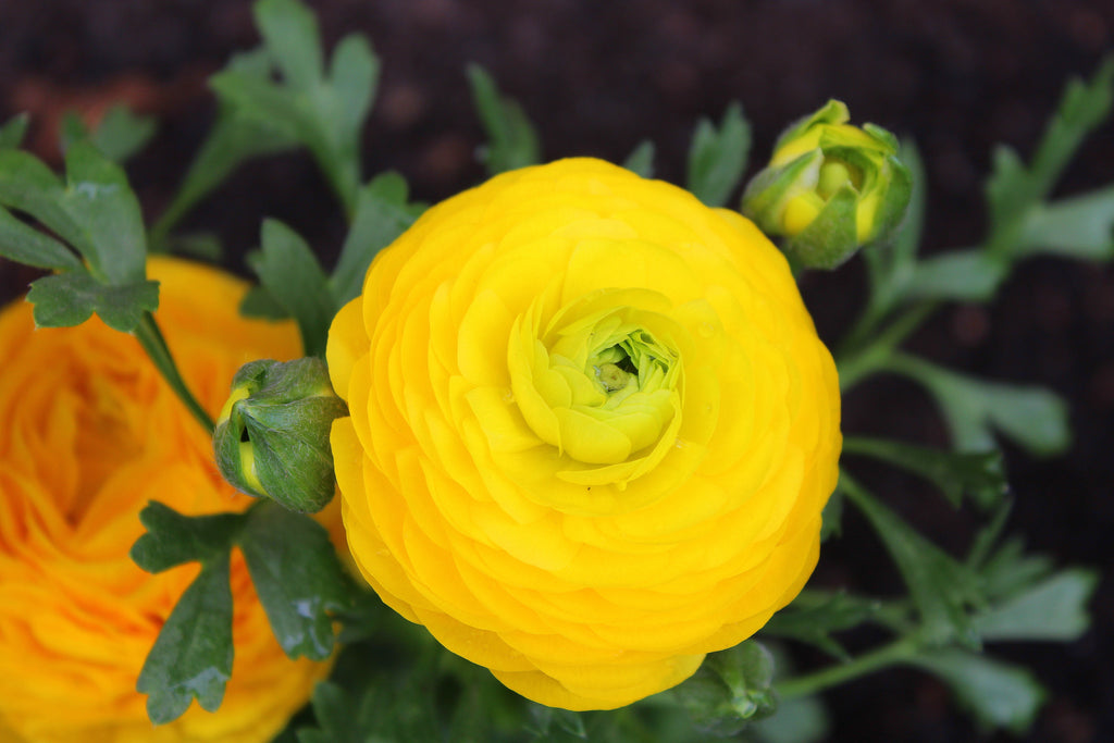 Close-up of a bouquet of yellow Ranunculus bulbs with green leaves.