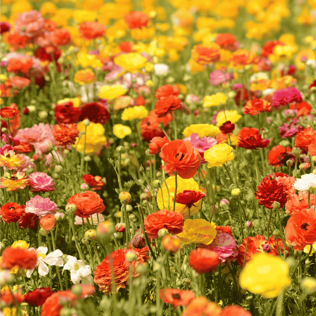 Ranunculus Mix Bulbs