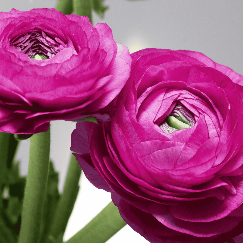 Urple Ranunculus Purple Ranunculus Bulbs