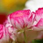 Ranunculus Picotee Pink Bulbs