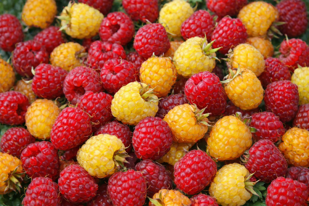 Four white bowls filled with red and yellow raspberries on a light beige background