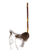 raspberry bareroot cane