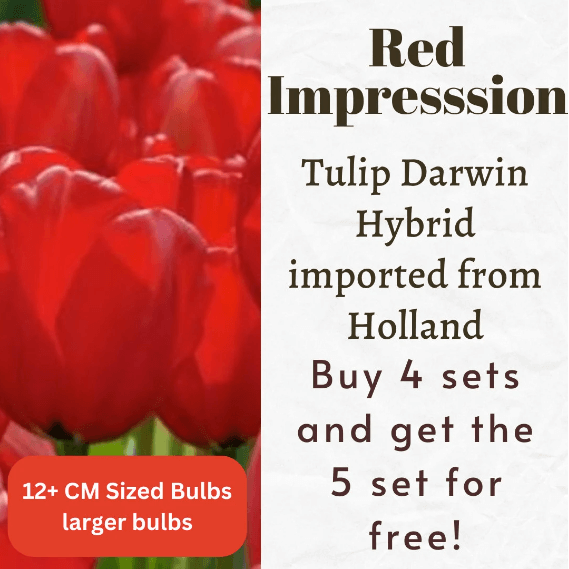 Red Impression Tulip Darwin Hybrid Bulbs