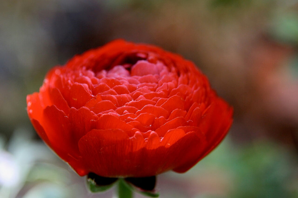 Red Ranunculus Bulbs