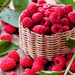 red raspberry harvest