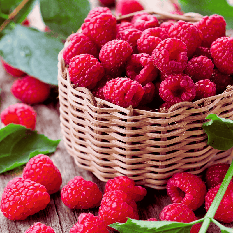red raspberry harvest