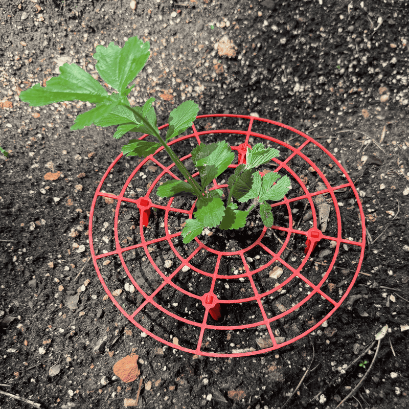 strawberry plant rack June-Bearing Strawberry Plants + Strawberry Supports