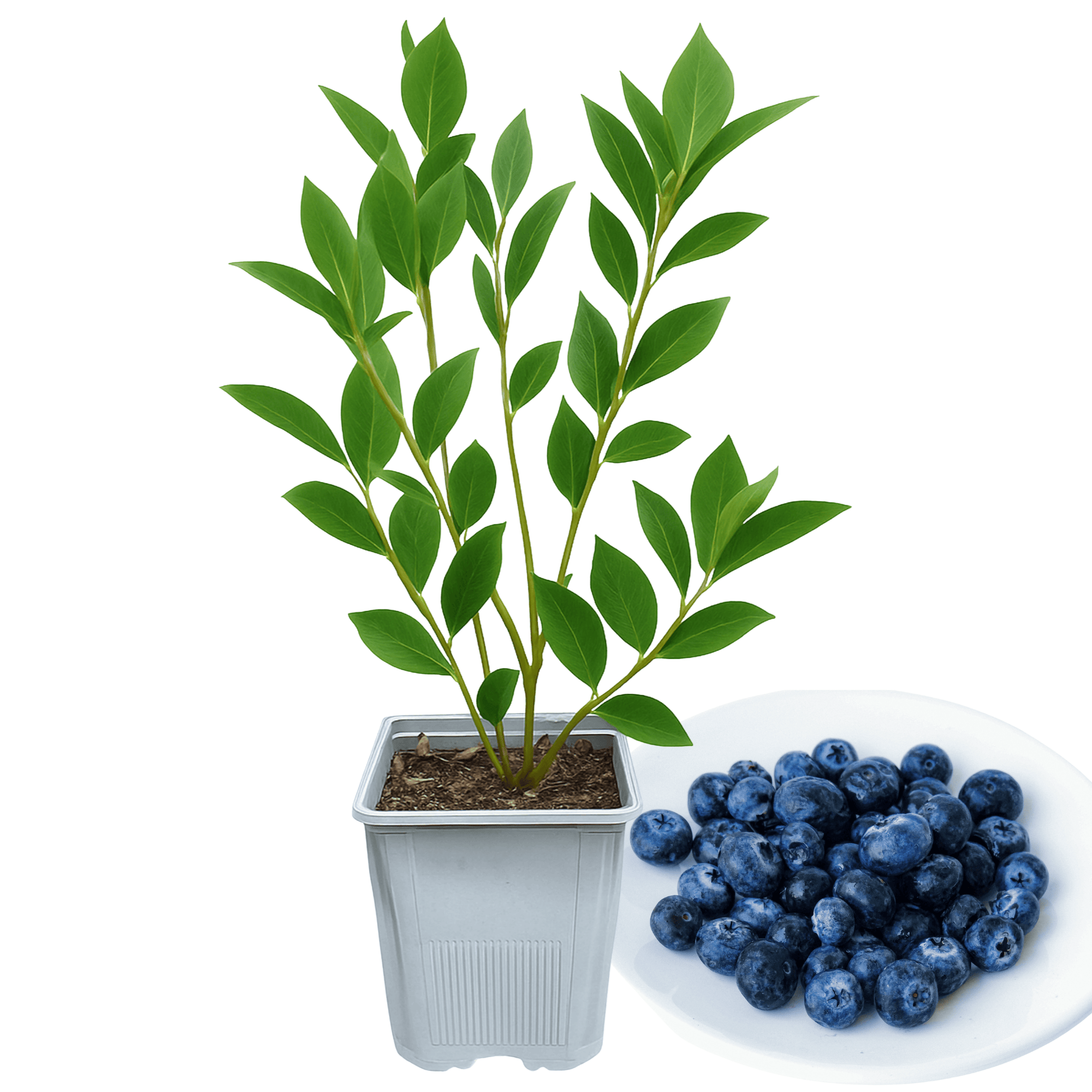 blueberry plant in a pot Reka Blueberry Plant (1 Liter Pot) | Early-Season Northern Highbush