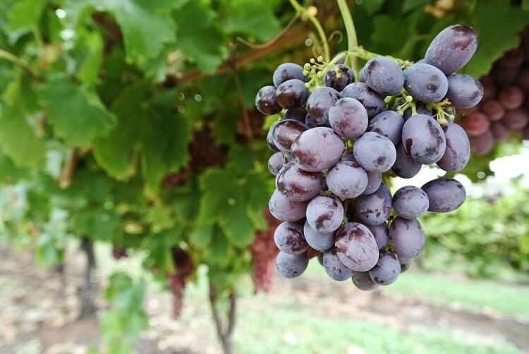 Reliance Seedless Grape Vine