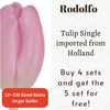Rodolfo Tulip Bulbs