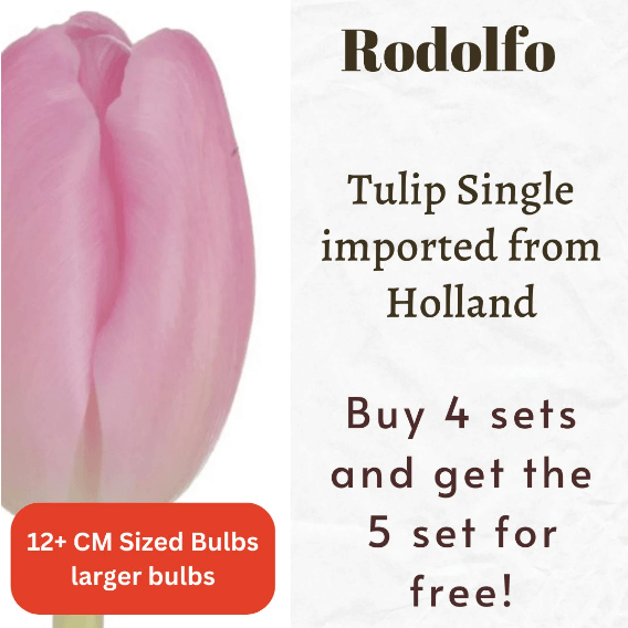 Rodolfo Tulip Bulbs