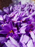 Saffron Crocus Bulbs | Crocus sativus | Premium 9/10+ cm