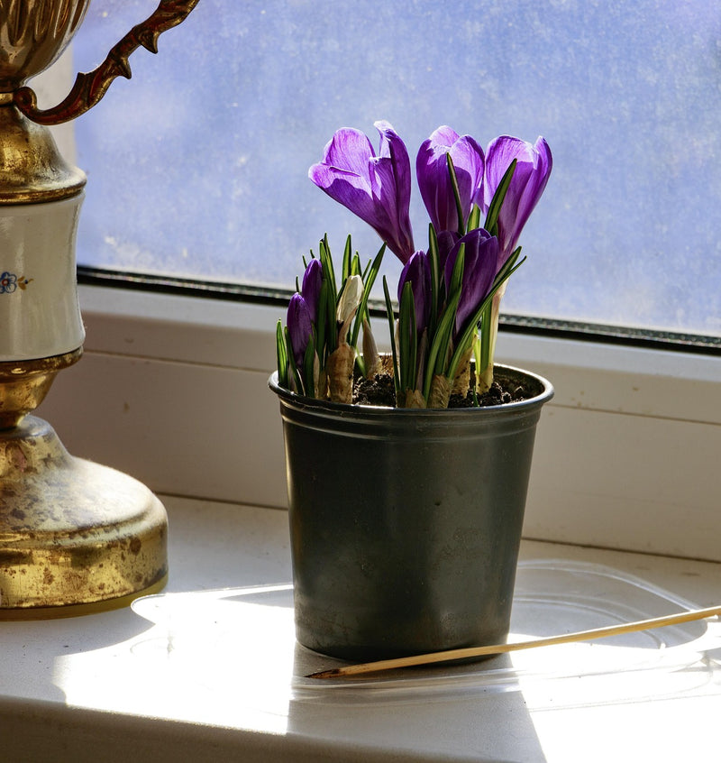 crocus potted plants Saffron Crocus Bulbs | Crocus sativus
