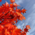 2 Japanese Maple Trees – Acer palmatum 'Atropurpureum' (2–3 ft Tall) | Brilliant Red Foliage | Cold Hardy | Bare Root Trees | PREORDER (Copy)