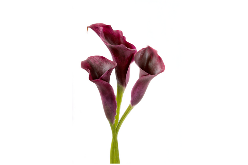 Schwartzwalder Calla Lily Bulb - 14/16 cm Bulb - Soft amazing amber fl ...