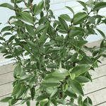Magnolia Serendipity Plant