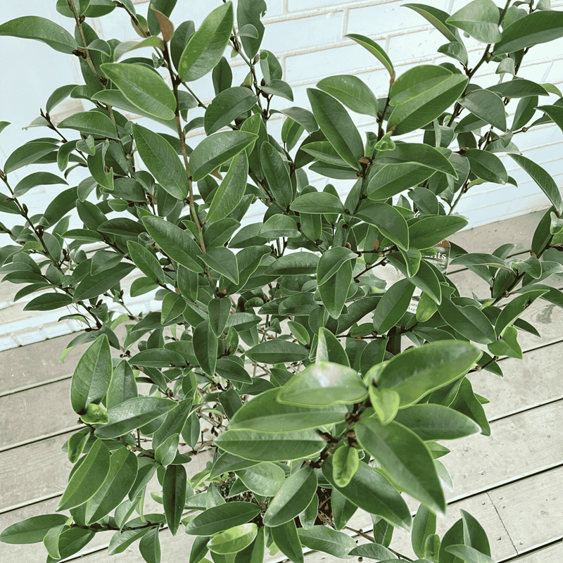 Magnolia Serendipity Plant