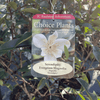 Magnolia Serendipity flower