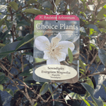 Magnolia Serendipity flower