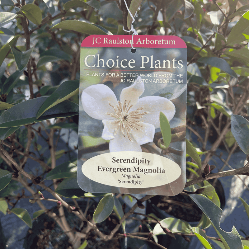 Magnolia Serendipity flower