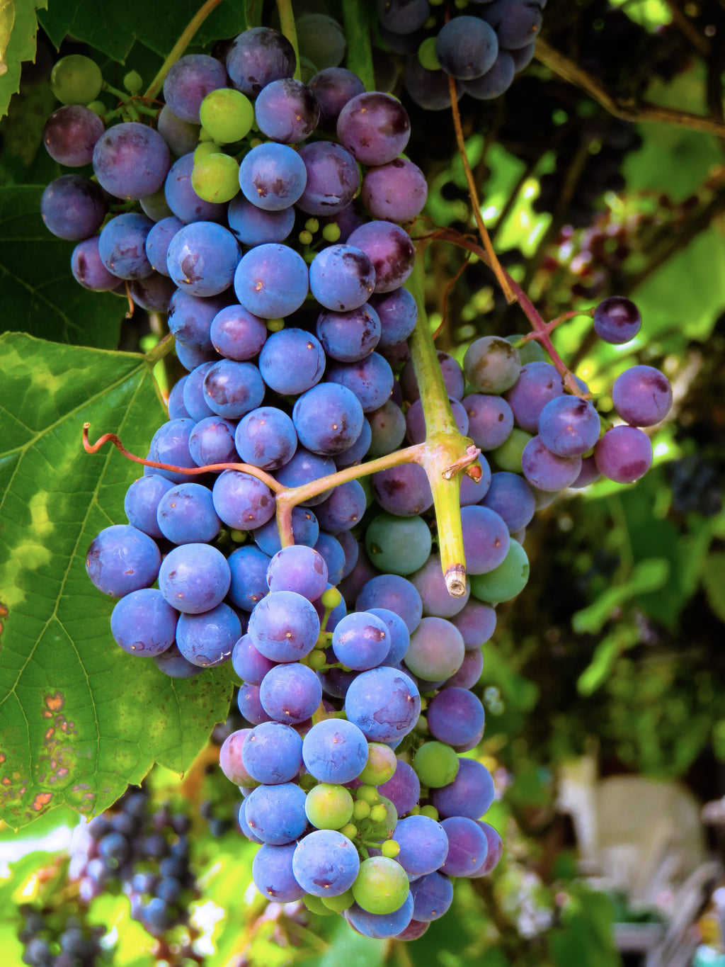 Raspberry & Blackberry – Hand Picked Nursery