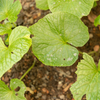 Shogun Wasabi Plants