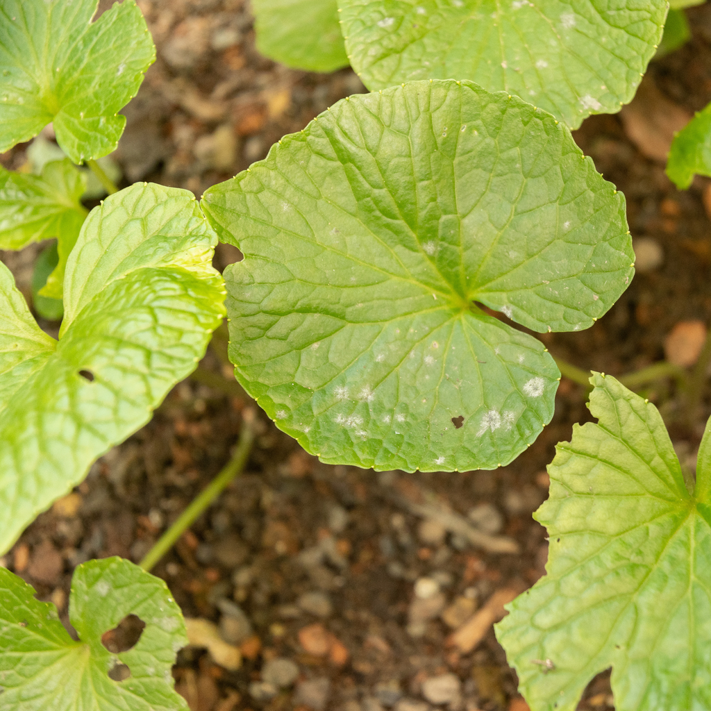 Shogun Wasabi Plants