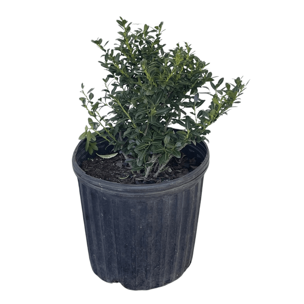 Soft Touch Japanese Holly Tree