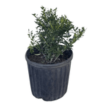 Soft Touch Japanese Holly Tree