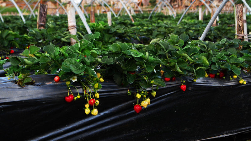 Earliglow June-Bearing Strawberry Plants - Thumbnail 3