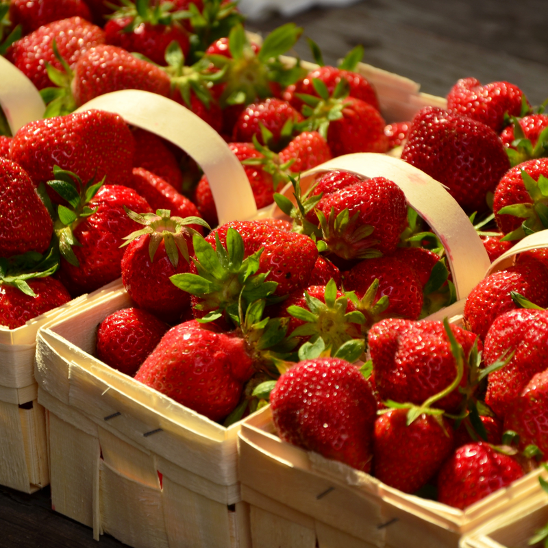 Everbearing Strawberry harvest