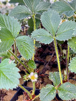 Hand Picked Nursery - Live Mara Deb Bois Strawberry Plugs - Day-Neutral Strawberry Plants for the Longest Strawberry Season!