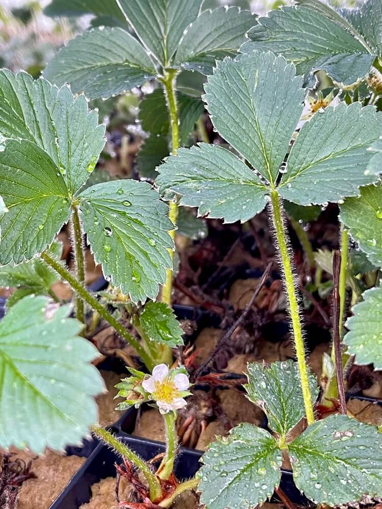 Hand Picked Nursery - Live Mara Deb Bois Strawberry Plugs - Day-Neutral Strawberry Plants for the Longest Strawberry Season!