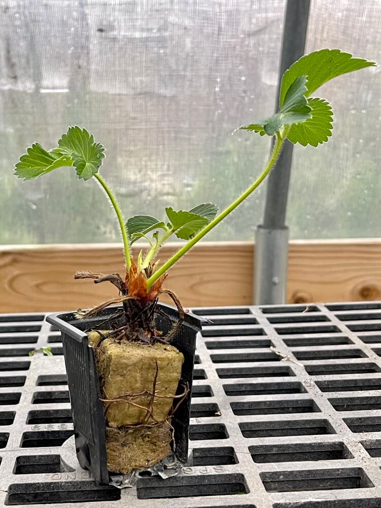Hand Picked Nursery - Live Mara Deb Bois Strawberry Plugs - Day-Neutral Strawberry Plants for the Longest Strawberry Season!