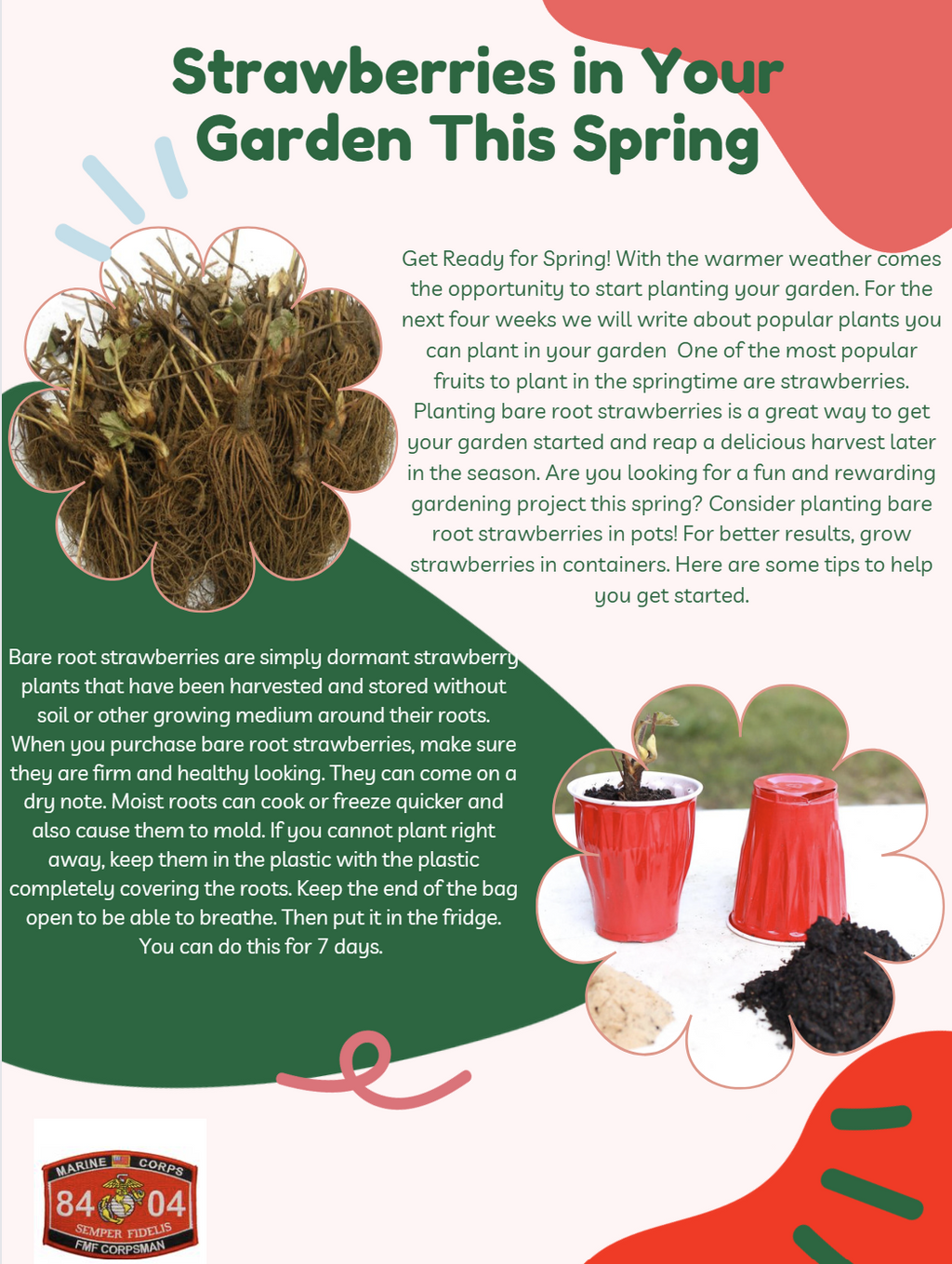 Ozark Beauty Strawberry Plants - BUY 4 GET 1 FREE - Non GMO - FREE Shipping!