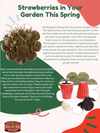 Brunswick June Bearing Strawberry Plants - BUY 4 GET 1 Free -Non GMO - Free Shipping