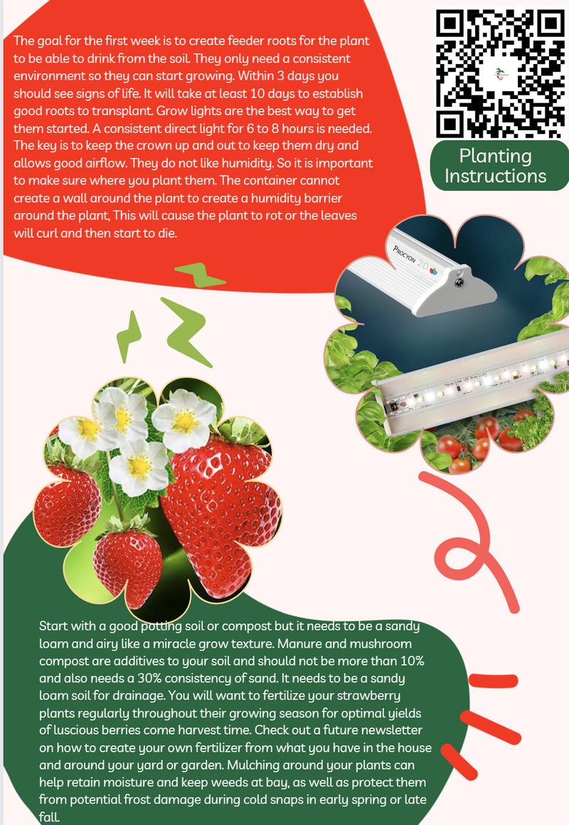 Brunswick June Bearing Strawberry Plants - BUY 4 GET 1 Free -Non GMO - Free Shipping