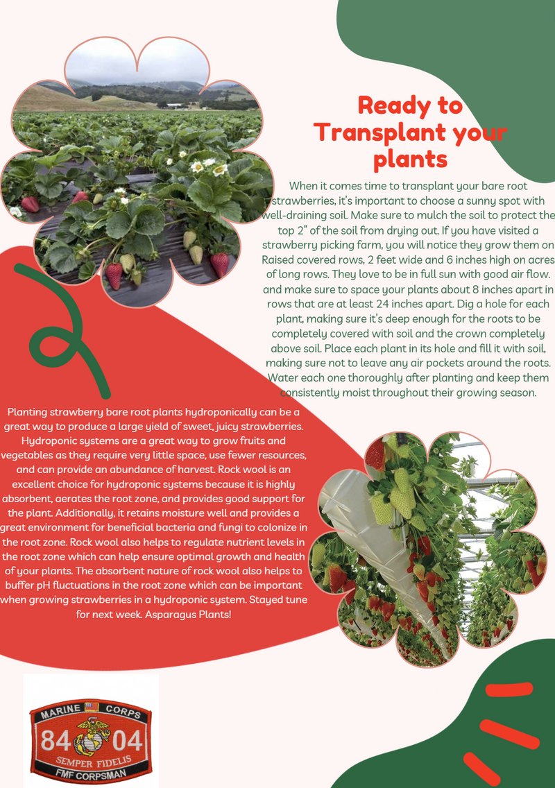Mayflower June Bearing Strawberry Plants - BUY 4 GET 1 Free - Non GMO - Free Shipping